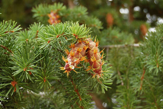 Image of Douglas Fir