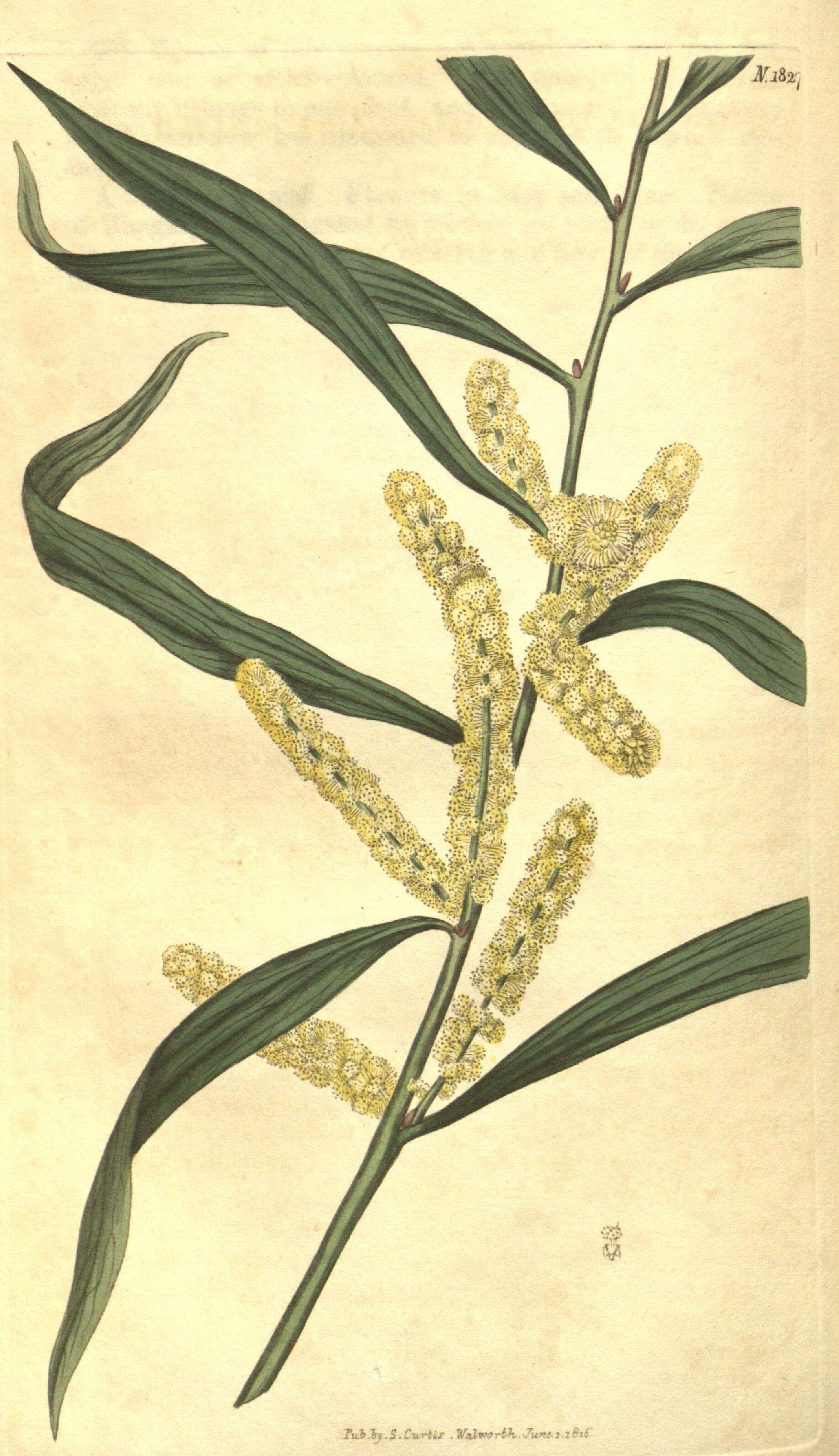 Imagem de Acacia longifolia (Andrews) Willd.