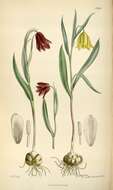 Image of Fritillaria pinardii Boiss.