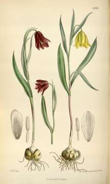 Image of Fritillaria pinardii subsp. pinardii