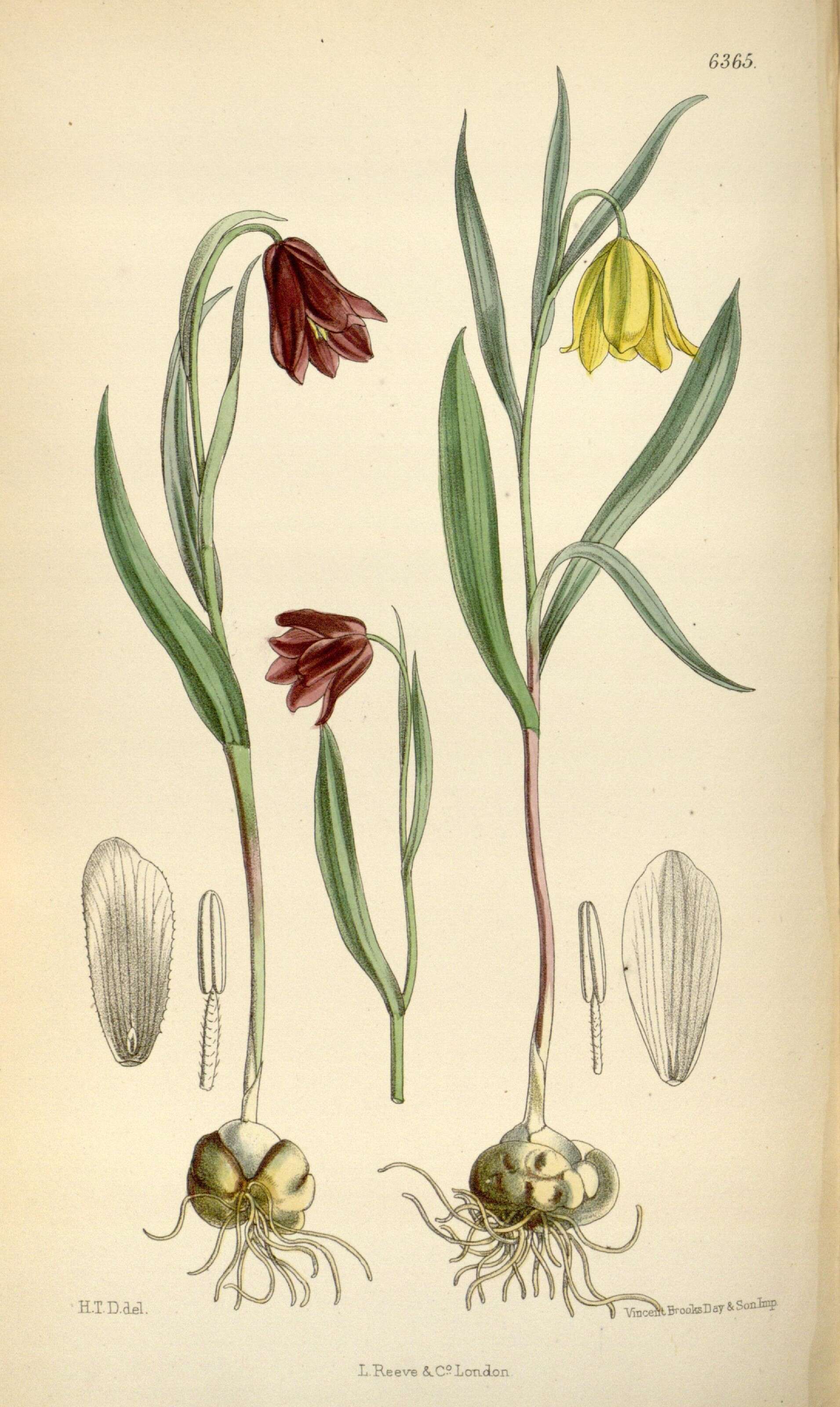 Image of Fritillaria pinardii Boiss.