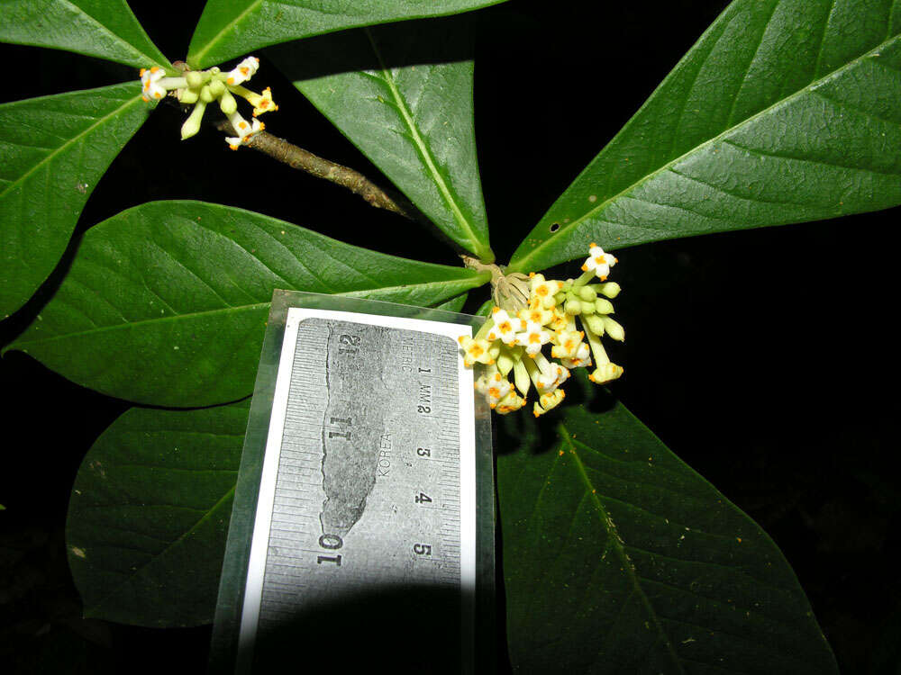 Image of daphnopsis