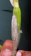 Image of appendage orchid