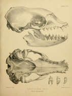 Image of Lobodon Gray 1844