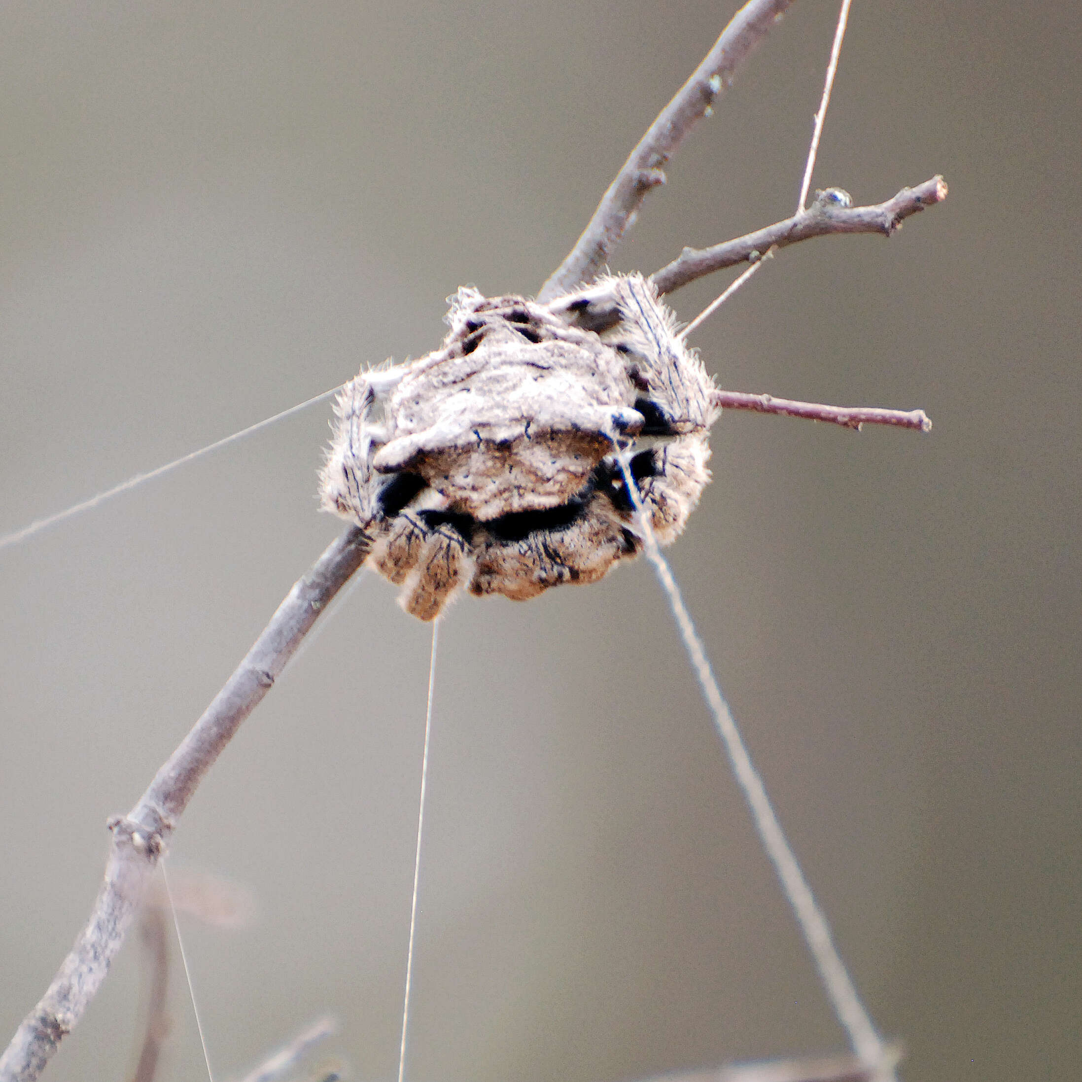 Imagem de Caerostris darwini Kuntner & Agnarsson 2010