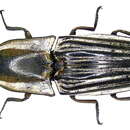 <i>Chalcolepidius zonatus</i>的圖片