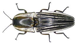 Image de Agrypninae