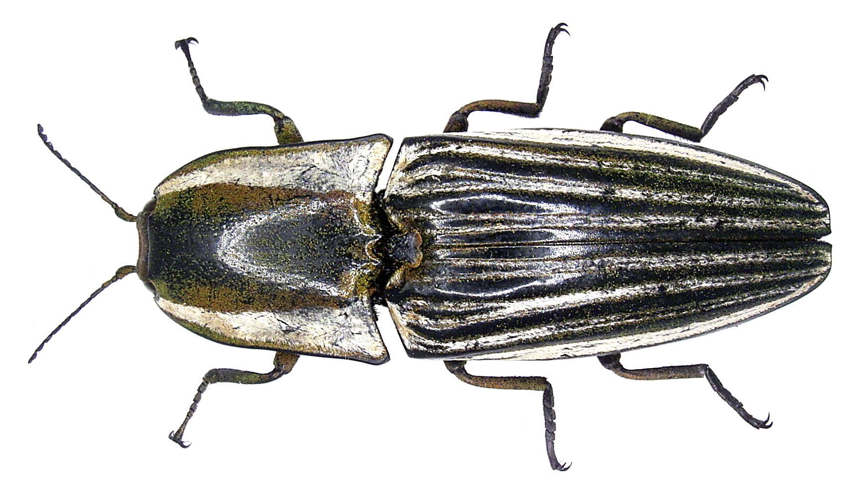 Image of Agrypninae