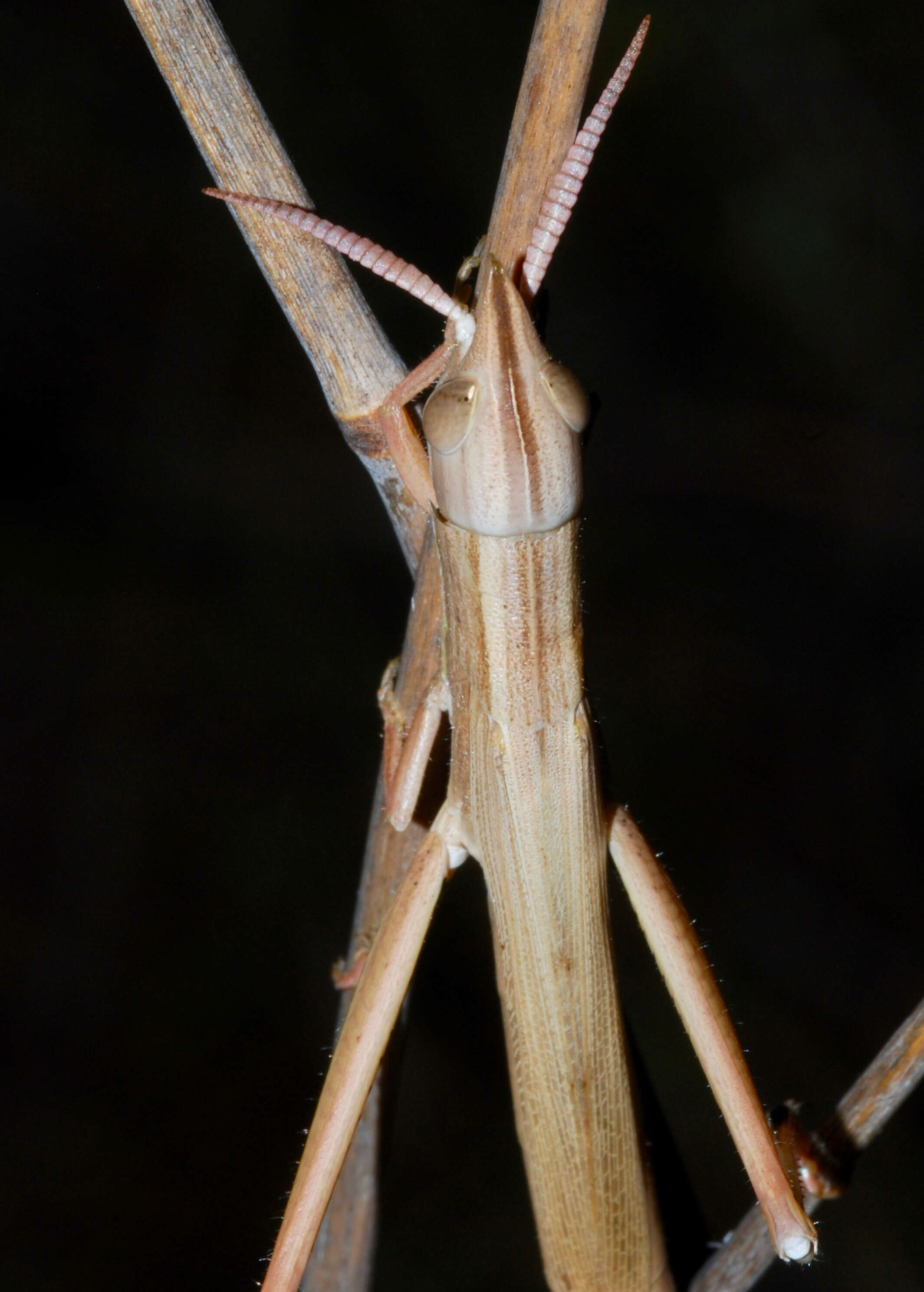 Image of Leptacris monteiroi monteiroi (Bolívar & I. 1890)