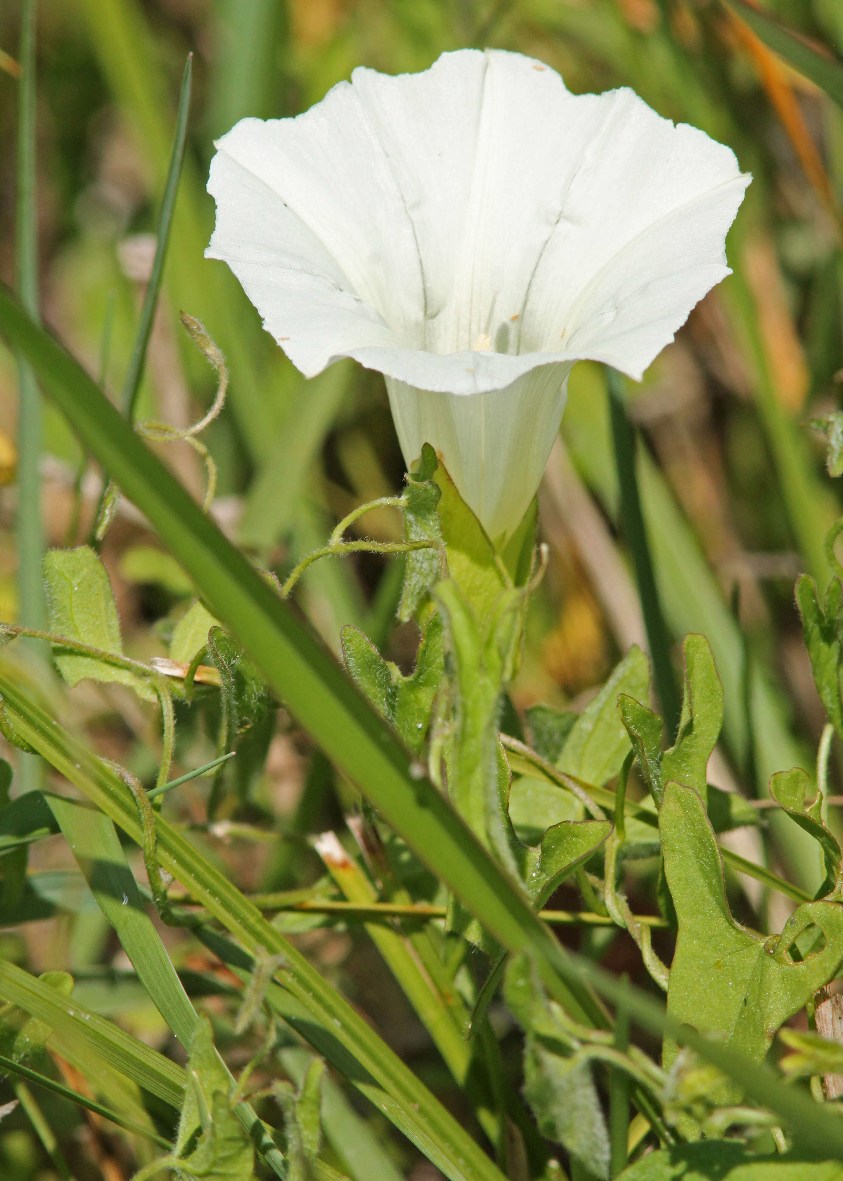 Calystegia sepium subsp. limnophila (Greene) Brummitt resmi