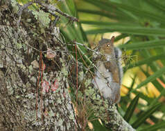 Image of Sciurus subgen. Sciurus Linnaeus 1758