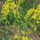 Image of Dyer's woad