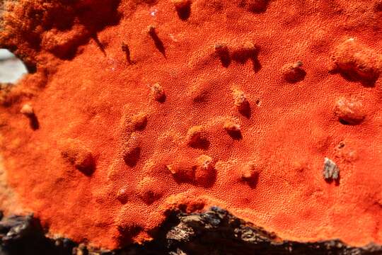 Image of Trametes coccinea (Fr.) Hai J. Li & S. H. He 2014