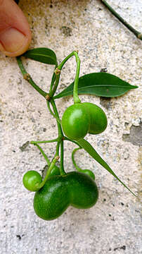 Image de Rauvolfia grandiflora Mart. ex A. DC.