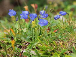 Image of Scheuchzer's Bellflower