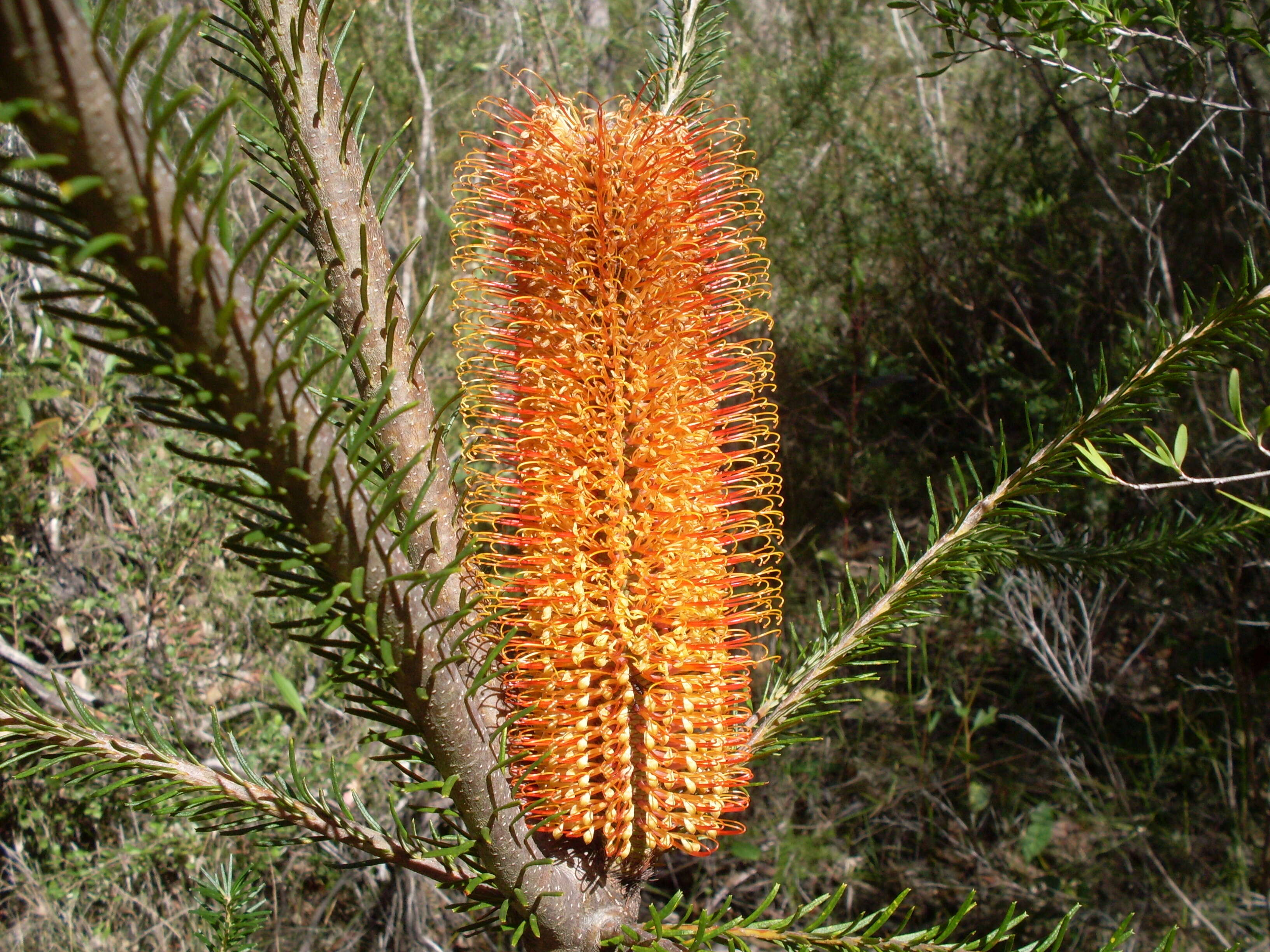 Image of banksia