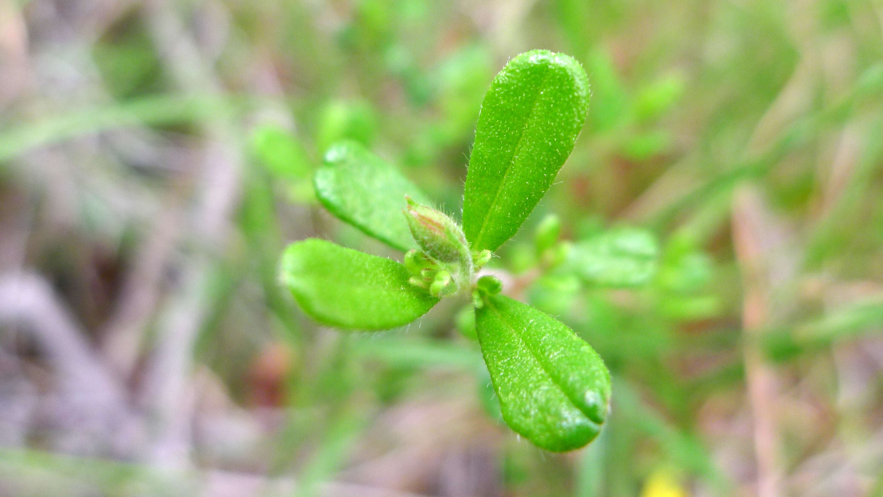 Image of Hibbertia aspera DC.