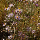 Imagem de Dieteria canescens var. aristata (Eastw.) D. R. Morgan & R. L. Hartman