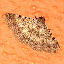 Image of Moth