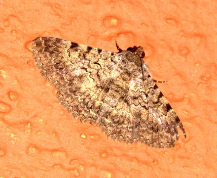 Image of Moth