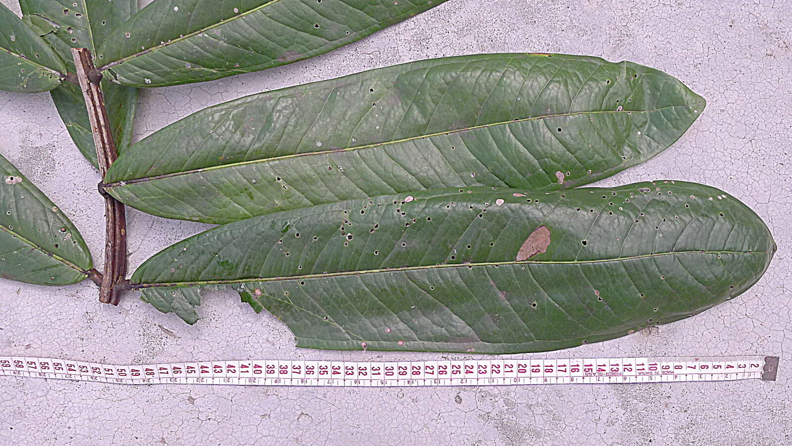 Image of Myrcia obversa (D. Legrand) E. Lucas & C. E. Wilson