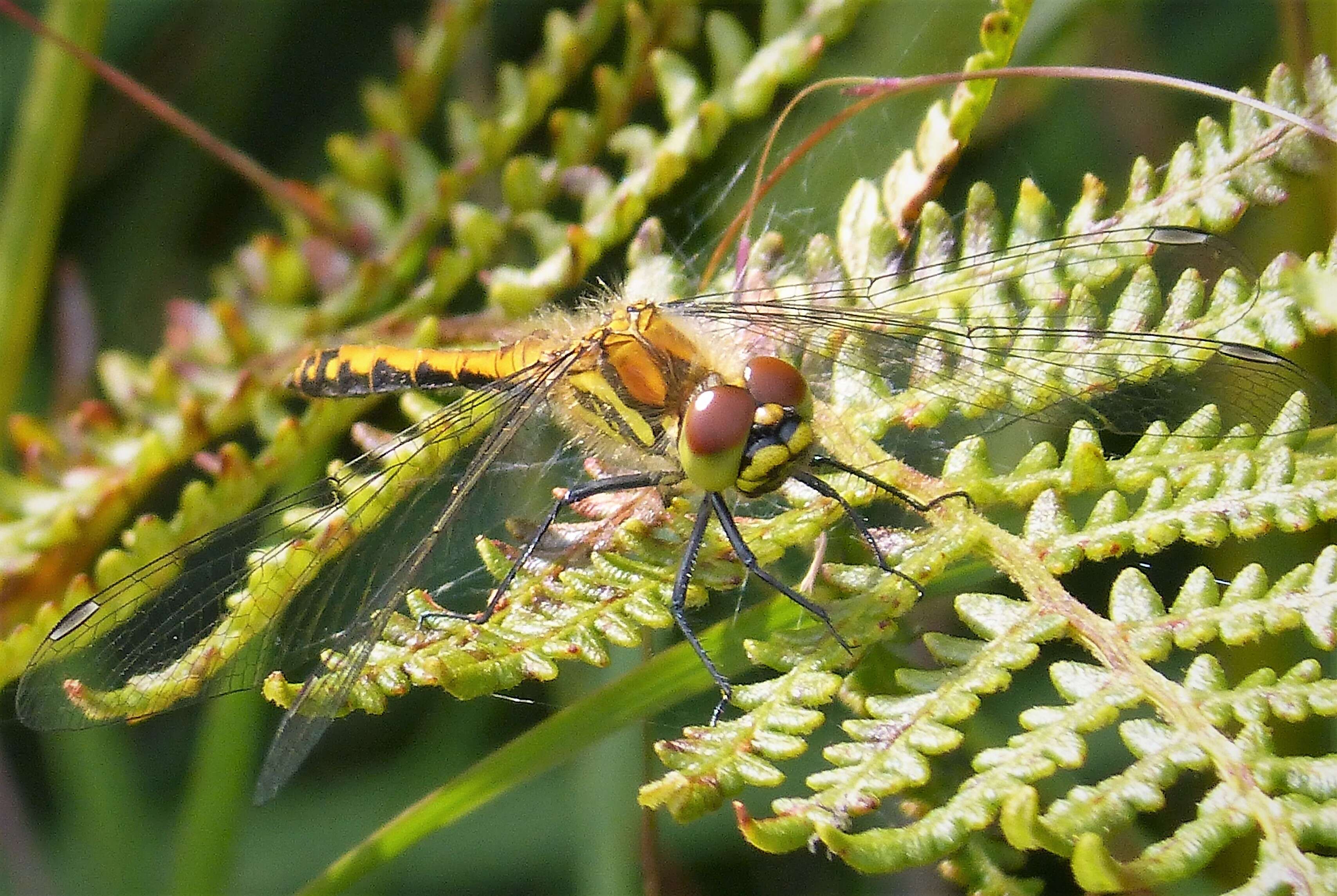 Image of Sympetrum Newman 1833