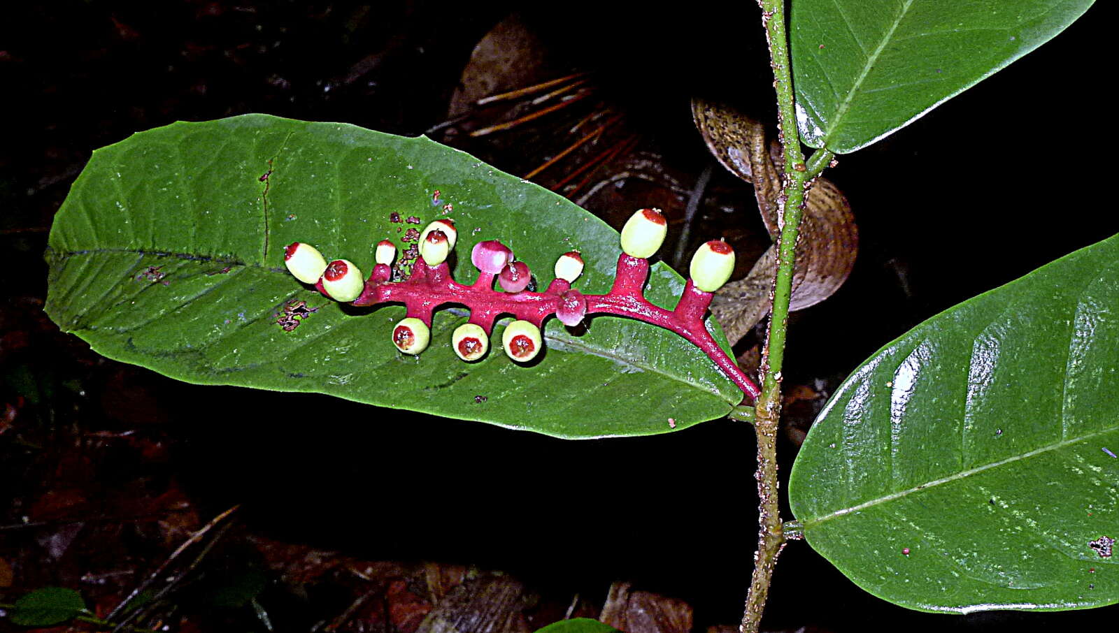 Image of Sorocea hilarii Gaud.