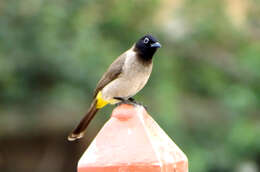 Image of White-eyed Bulbul