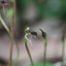 Image of Common ant orchid