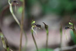 Image of Chiloglottis