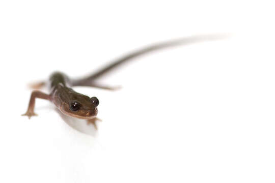 Image of Northern Gray-cheeked Salamander