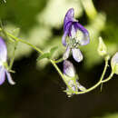 Image de Aconitum noveboracense A. Gray ex Coville