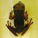 Image of Bruno's Casque-headed Frog