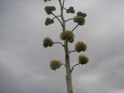 Agave chrysantha Peebles resmi