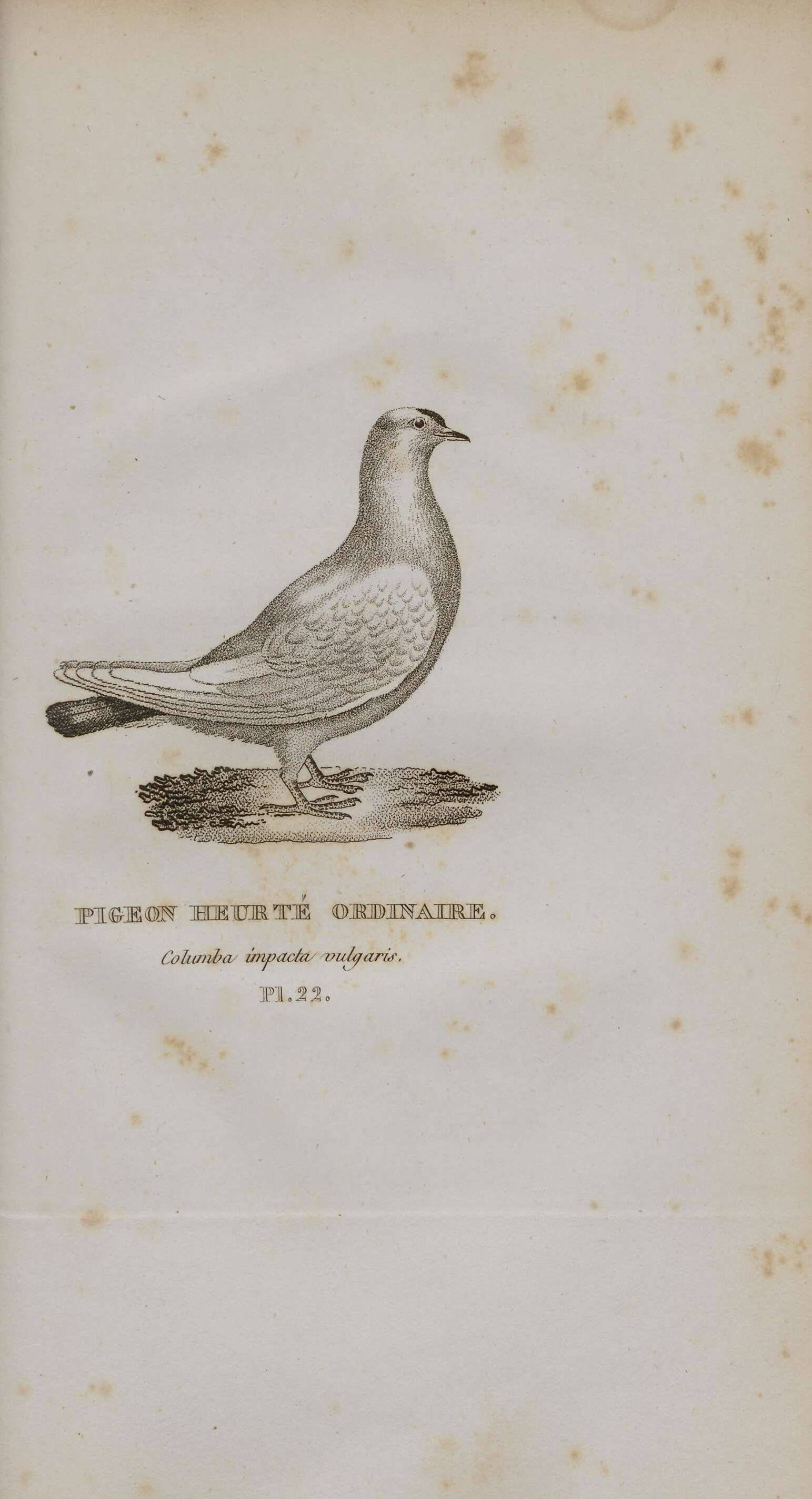 Image of Common Pigeon