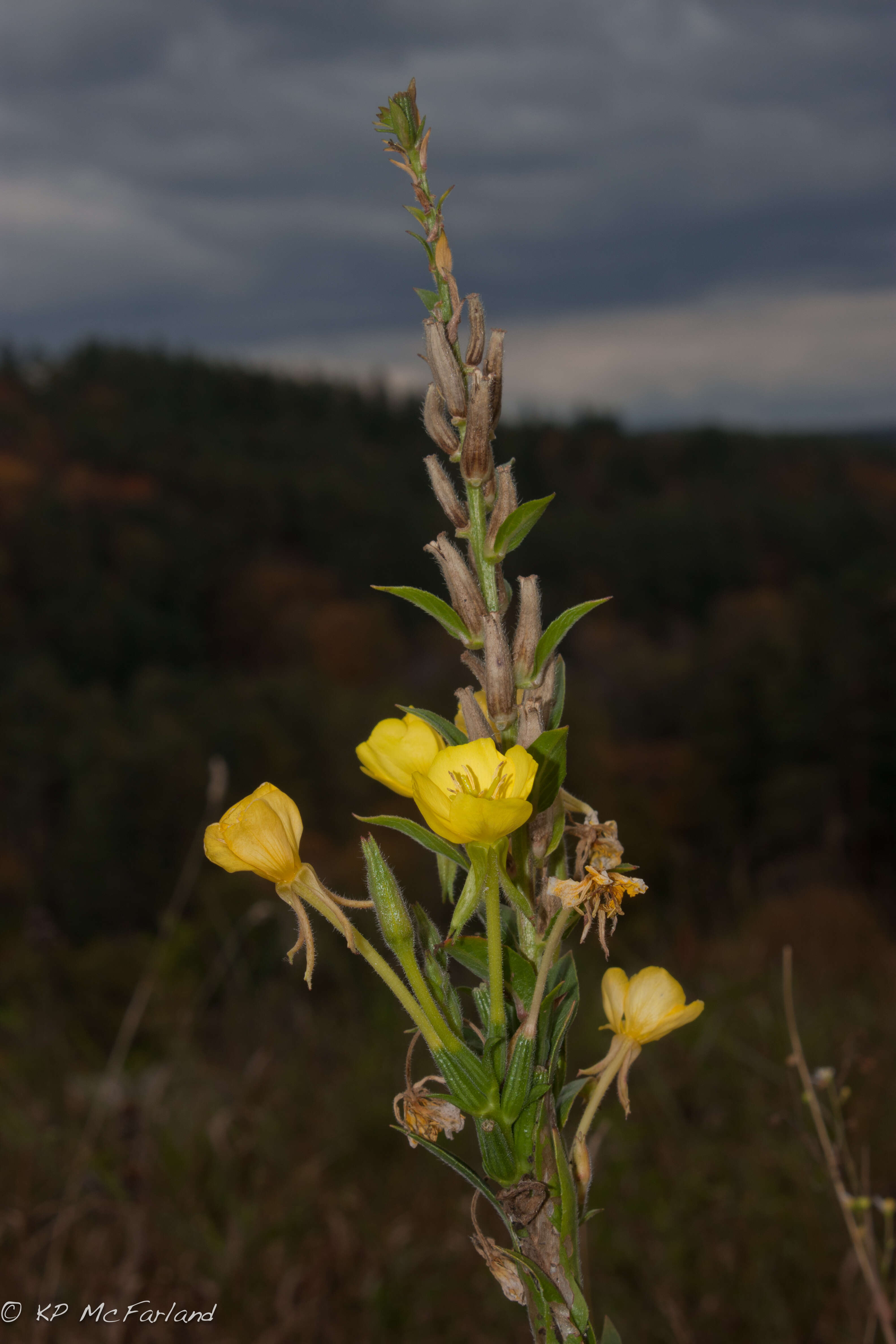 Image of evening primrose