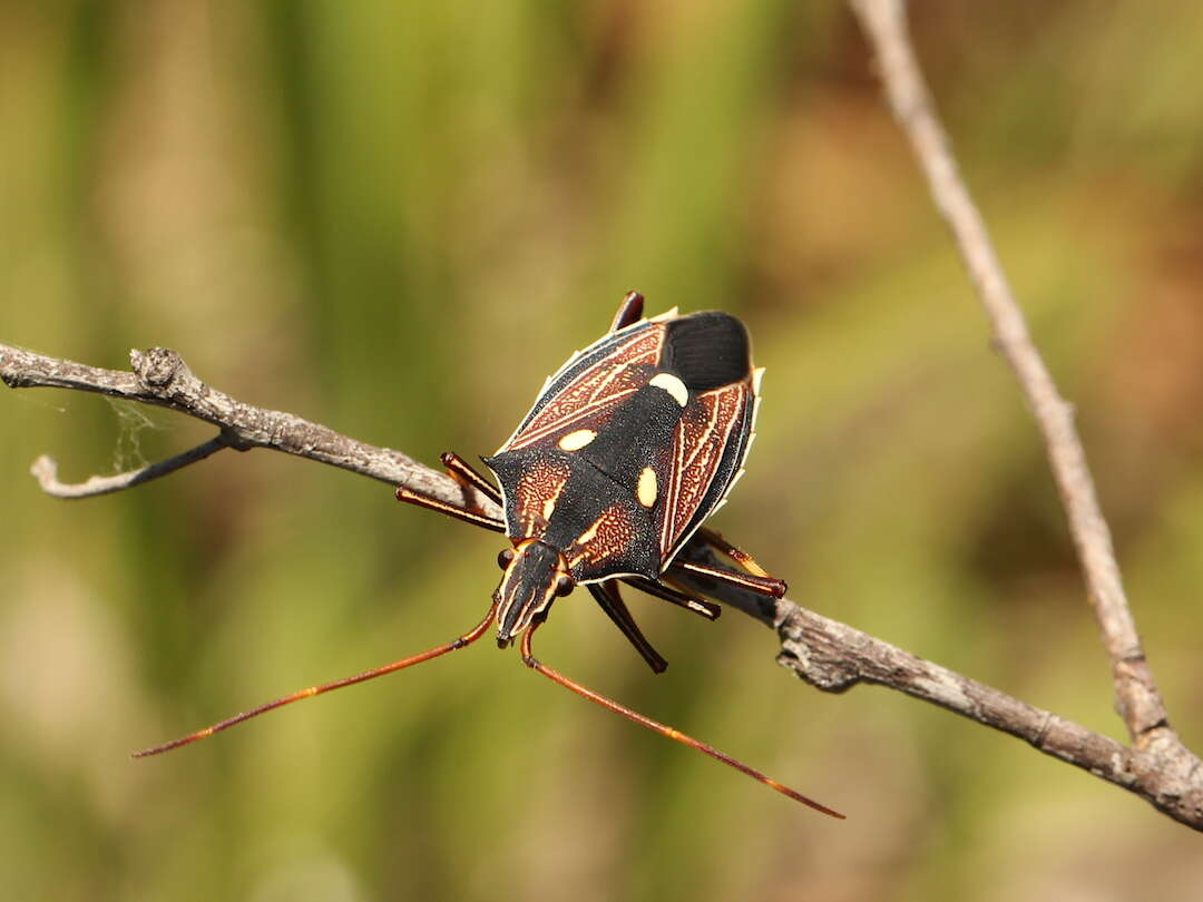 صورة Poecilometis