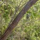 Image of Baeckea linifolia Rudge