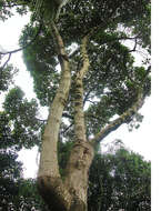 Image of Aegiphila ferruginea Hayek & Spruce