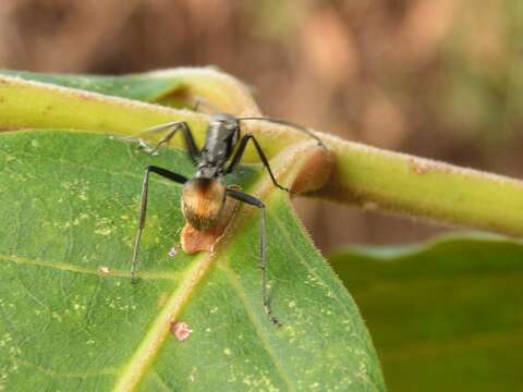 Image of Polyrhachis ammon (Fabricius 1775)