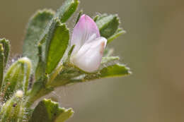 Image of restharrow