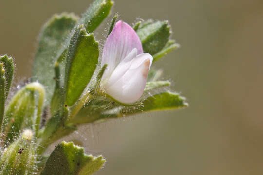 Image de Ononis reclinata L.