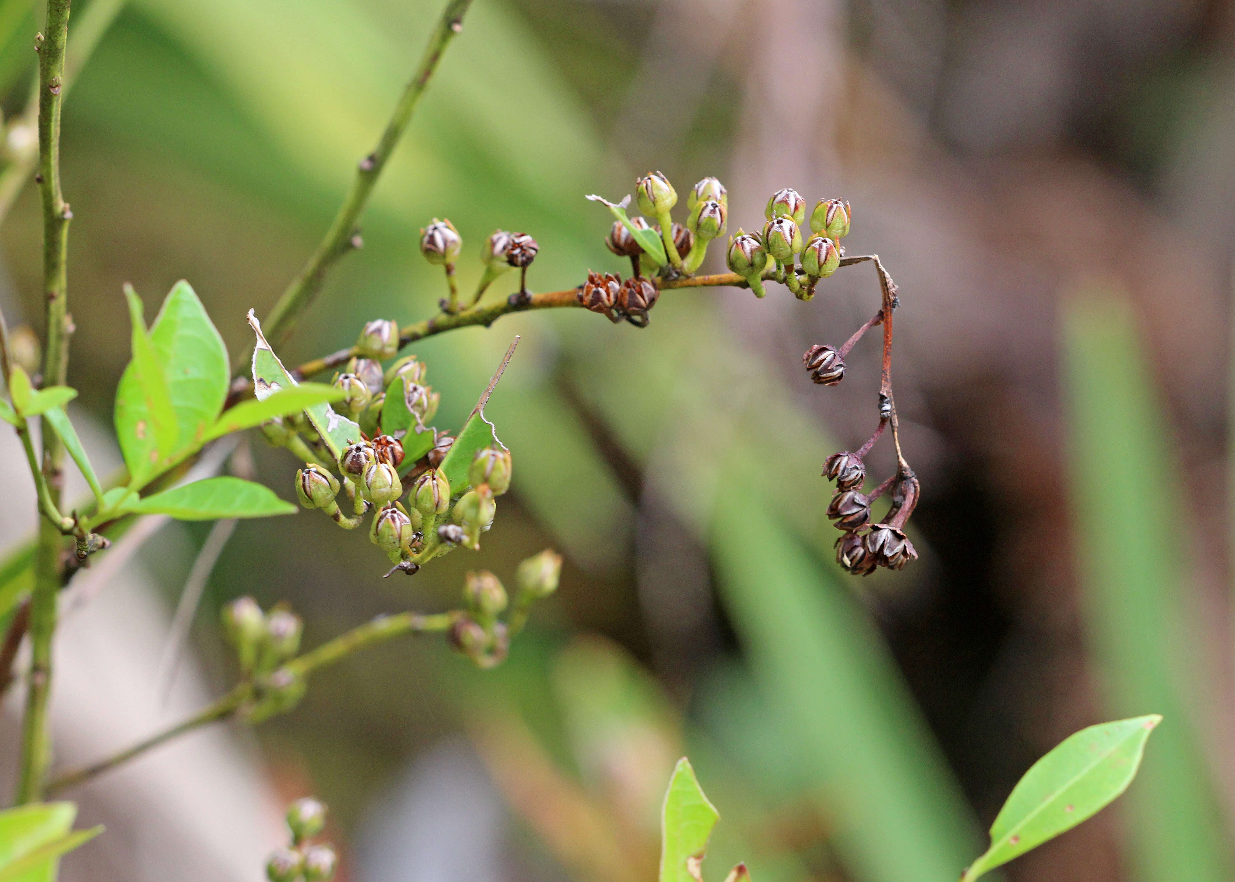 Lyonia lucida (Lam.) C. Koch resmi