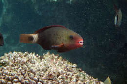 Image of Pacific bullethead parrotfish
