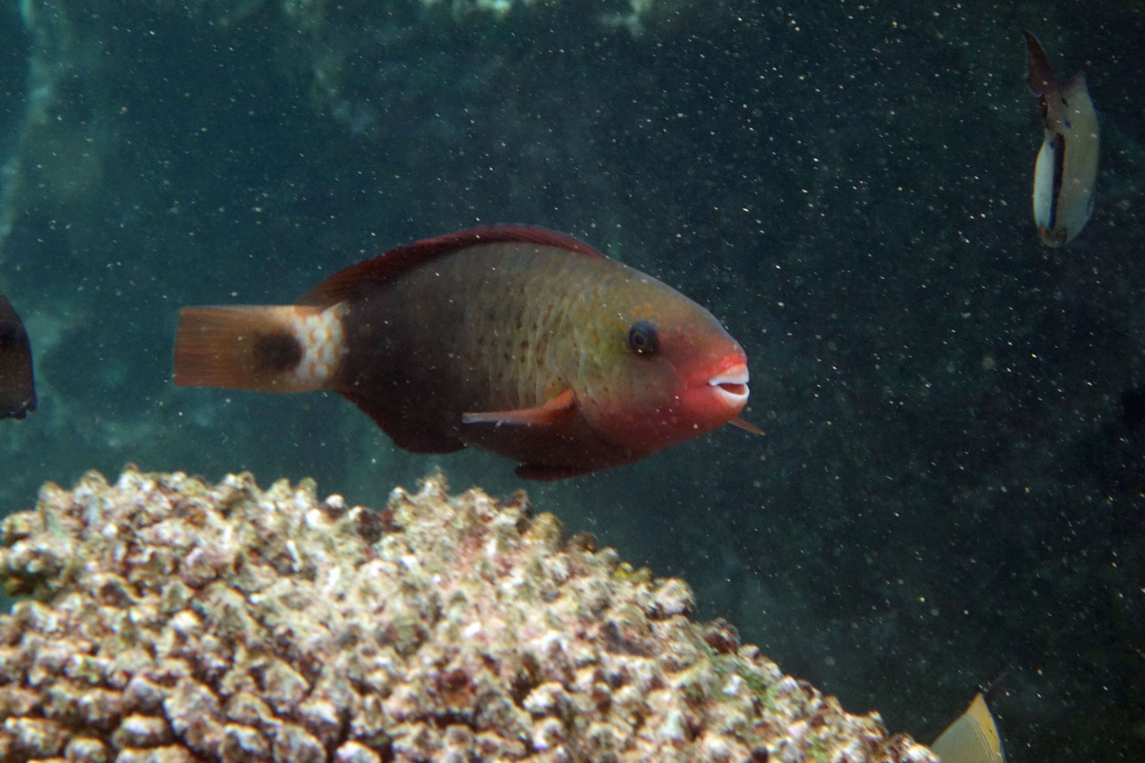 Chlorurus spilurus (Valenciennes 1840) resmi