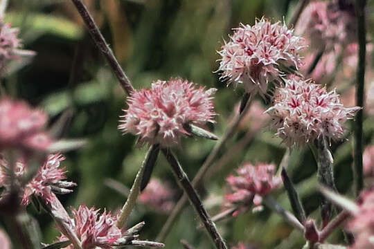 Image of pink spineflower