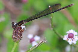 Image of Blue-ringed Dancer