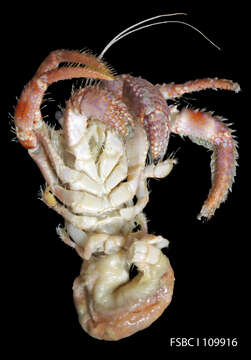 Image of Sand hermit crab