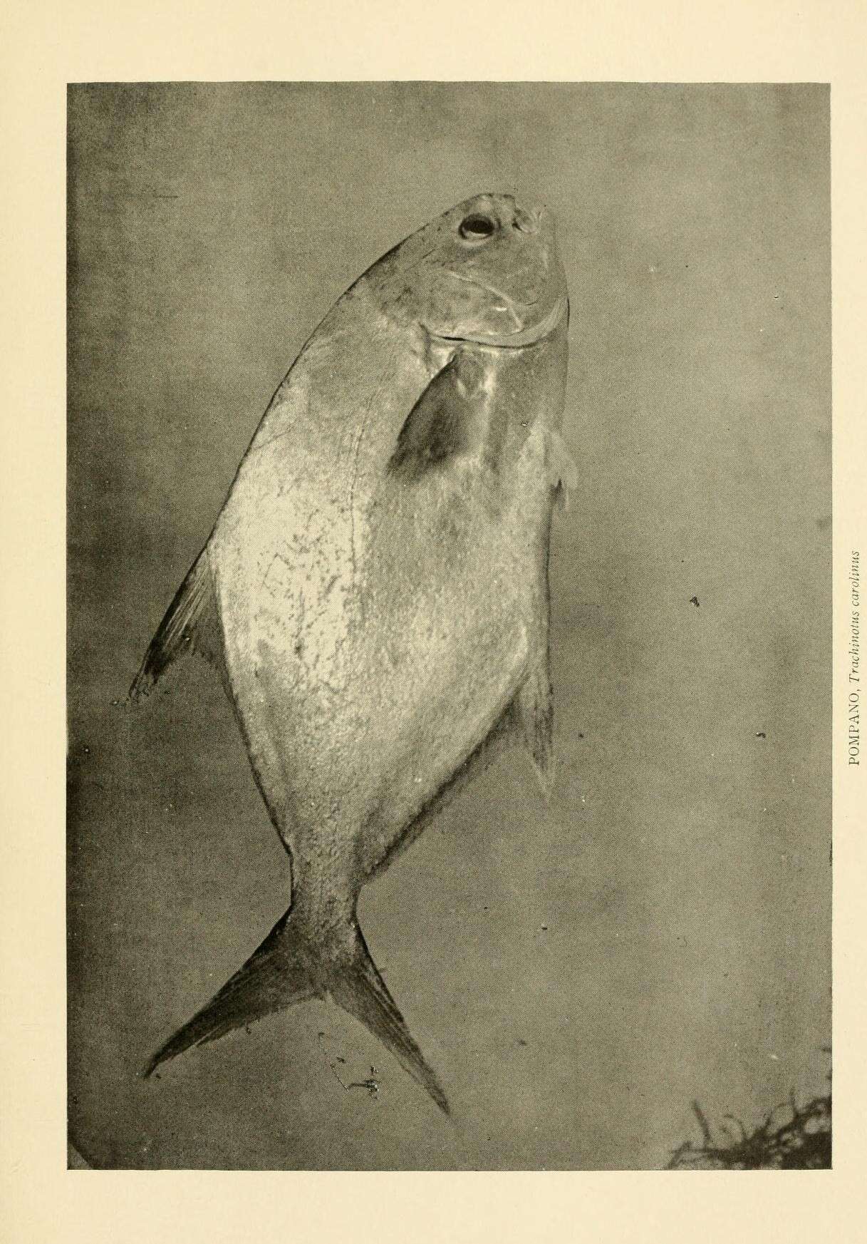 Image of Florida Pompano