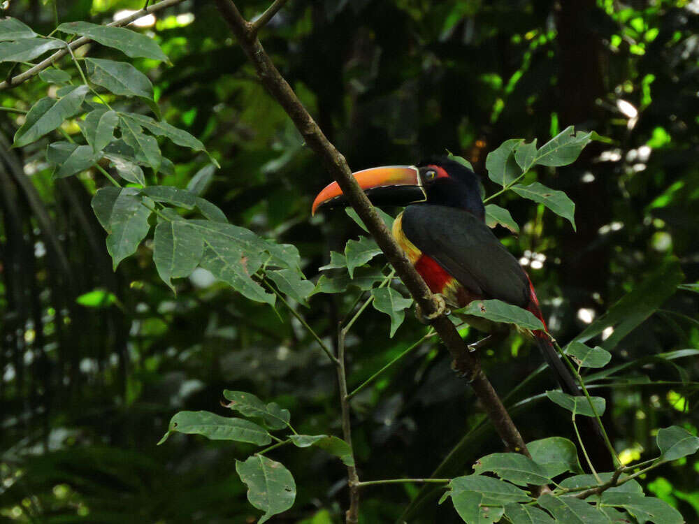 Image of Aracari